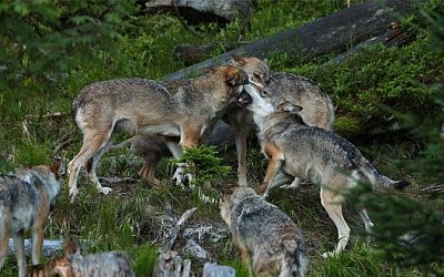 В Эстонии разрешили отстрел «проблемных» волков