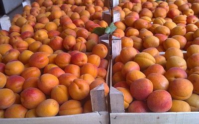 Власти Гагаузии обратятся в Россельхознадзор по вопросу экспорта продукции в Россию