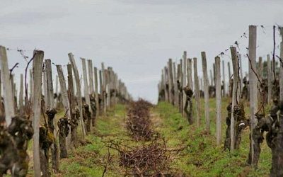Почему сельское хозяйство Молдовы стремительно умирает?