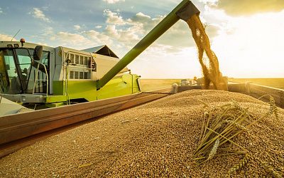 Ловушка для Лукашенко: с какой целью Запад предлагает вывозить украинское зерно через Беларусь