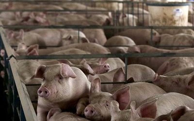 В Эстонии на крупной ферме обнаружили вспышку африканской чумы свиней