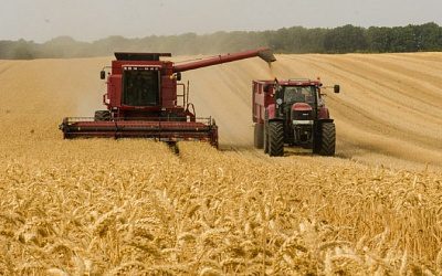 Урожай зерна в Латвии оказался худшим за три года
