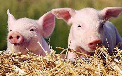 В Латвии зафиксирована крупная вспышка африканской чумы свиней