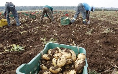 Европейские страны нашли возможность завозить гастарбайтеров для спасения урожая