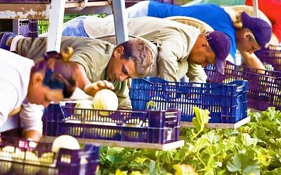 Финляндия отказалась от украинских работников в пользу местных жителей