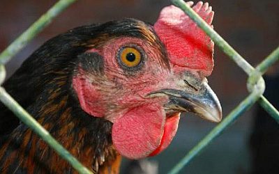 Россия остановила ввоз птицы и птицеводческой продукции из Эстонии