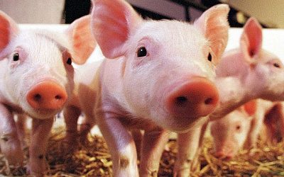 В Литве призывают ликвидировать свиноводство. Латвия следующая? 