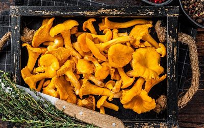 Литва стала главным потребителем российских лисичек в Евросоюзе