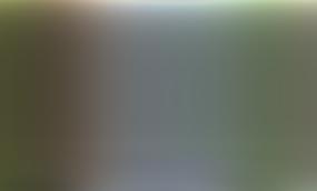 В Латвии объявили охоту на енота из России