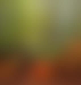 Иностранные корпорации вырубают леса Латвии