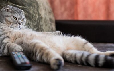 Глава МИД Эстонии сравнил Европу с толстым ленивым котом