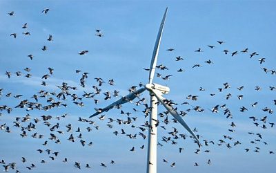 В Литве птицы из Красной книги мешают развитию «независимой энергетики»