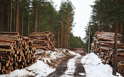 ЕС угрожает Литве санкциями за защиту лесов