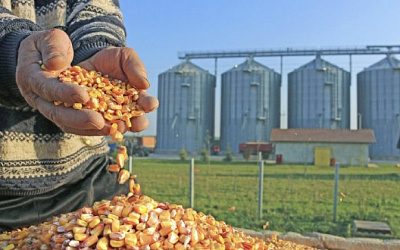 В Раде Украины предупредили о скором банкротстве продовольственно-зерновой корпорации